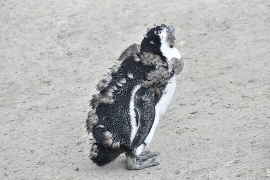 penguin on the beach