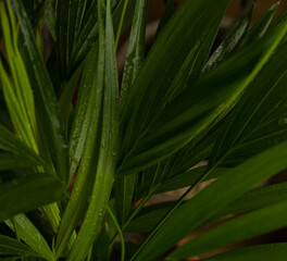 Mokra zieleń © Sebastian