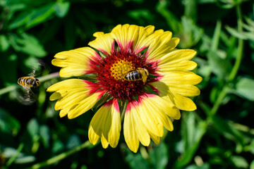 One vivid yellow and red Gaillardia flower, common known as blanket flower,  and blurred green leaves in soft focus, in a garden in a sunny summer day, beautiful outdoor floral background.