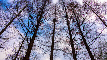 trees against sky