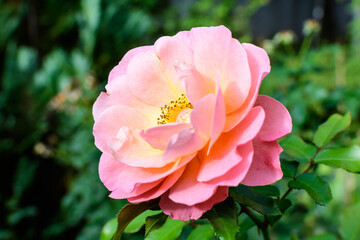 One large and delicate vivid pink rose in full bloom in a summer garden, in direct sunlight, with blurred green leaves in the background.