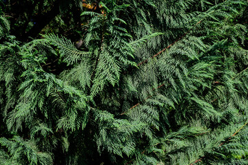 Many small vivid green leaves of Thuja coniferous tree, commonly known asarborvitaes, thujas or cedars in a garden in a sunny summer day.