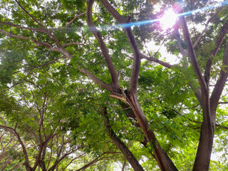 Fototapeta premium sunlight and leaves pattern
