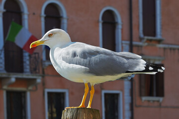 Seagull, Venice, Italy