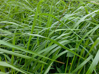green grass pattern 