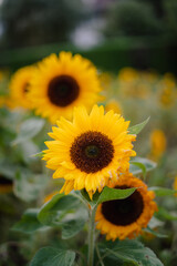 Sonnenblume im Feld 