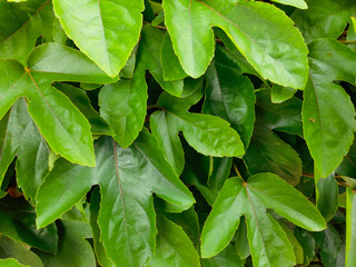 fresh green leaves background