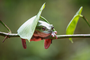 Dumpy frog, green tree frog on the branch