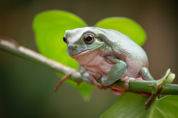 Dumpy frog, green tree frog on the branch