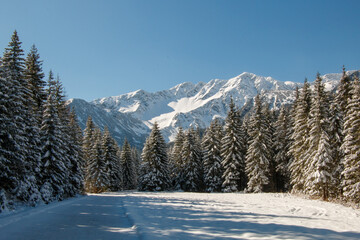 Snow covered trees in the mountains