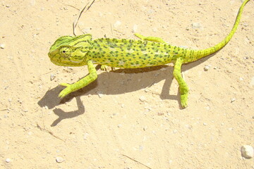 Chameleon (Chamaeleo chamaeleon)