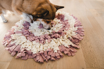 welsh corgi pembroke with a sniffing mat