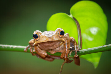 Eared tree frog on the branch