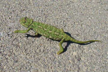 Chameleon (Chamaeleo chamaeleon)