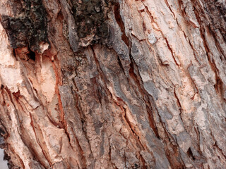 tree bark texture closeup