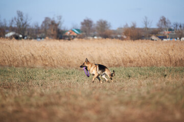 Active games with dog in fresh air in Park. Black and red German shepherd runs around field and holds blue dog toy ring puller in teeth.