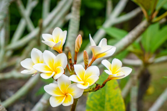 Frangipani or Champa flower blooming in the park, Kuching Sarawak.