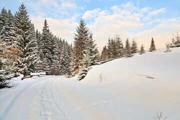 Fototapeta na wymiar Spruce forest covered with snow on a bright winter day.