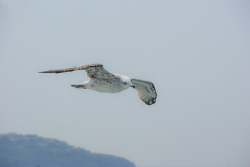 Seagull of the species Larus cachinnans glides over the sea