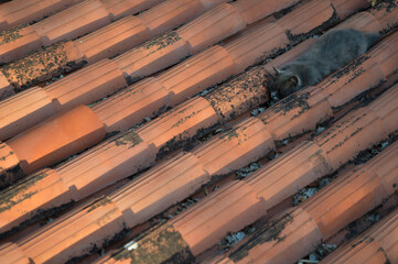 Grey cat sleeping on the roof, orange roof tiles