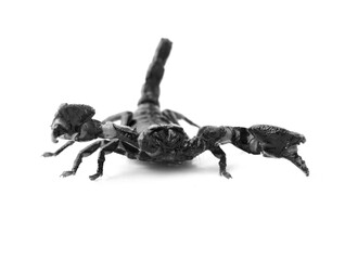 Emperor Scorpion, Pandinus imperator, 40 day old, in front of white background