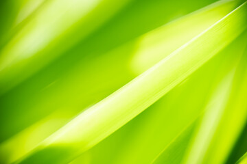 Nature of green leaf in garden at summer. Natural green leaves plants using as spring background cover page greenery environment ecology wallpaper