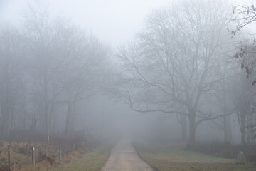 Straight road through mist to forest with ghostly trees in distance feeling lost