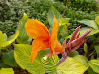 beautiful orange flower 