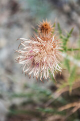 plant Thistle thorn vegetation of the South macro mountain bear autumn September 2014