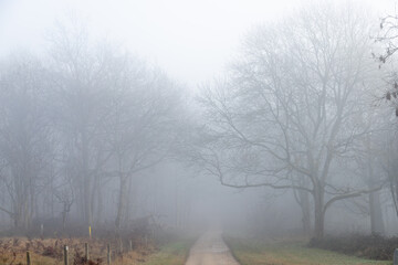 Straight road through mist to forest with ghostly trees in distance feeling lost