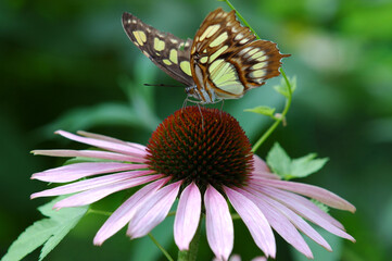 Front side of Malachite butterfly on purple coneflower blossom