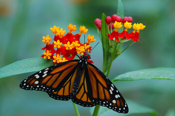 Monarch butterfly feeding on Asclepia Flower