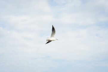 seagull in flight