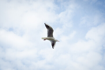 seagull in flight