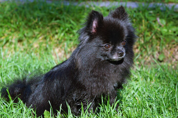 Black Pomeranian dog in short grass