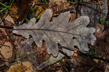 fallen oak leaf in water drops rain autumn nature forest Bitsevsky Park autumn 2015