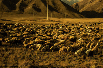 Obraz premium flock of sheep in the desert