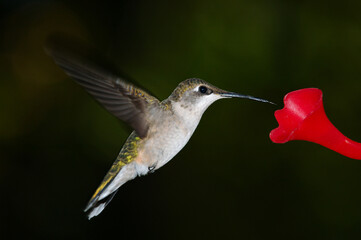 Female Ruby throated hummingbird hovering at the feeder