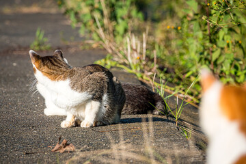 猫の後頭部