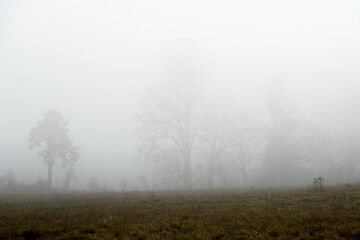 Ghostly trees in mist and fog in distance distance feeling lost and without hope