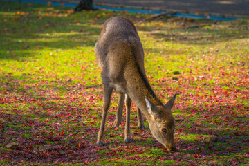 Obraz na płótnie Canvas Deer at Nara park in autumn season. Japan
