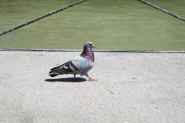 Un pigeon marche vers la droite fièrement