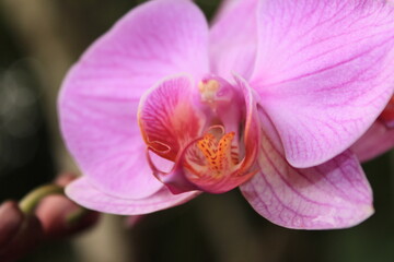 Close flor orquídea brasileira