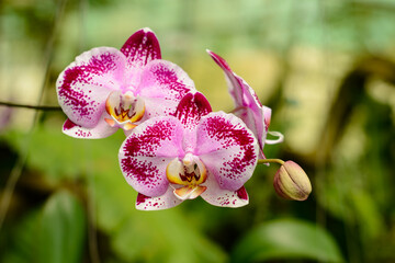 Pink and white orchids, Kuching Sarawak.