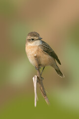 Pied Bushchat perching on dried grass stem