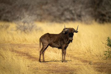 Black wildebeest stands on track eyeing camera