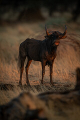 Black wildebeest stands showing teeth while barking