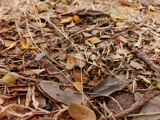 dead autumn leaves on the ground
