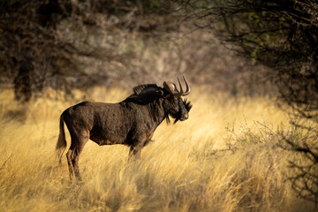 Fototapeta na wymiar Black wildebeest stands under trees in profile