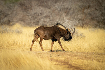 Black wildebeest walks across track in profile
